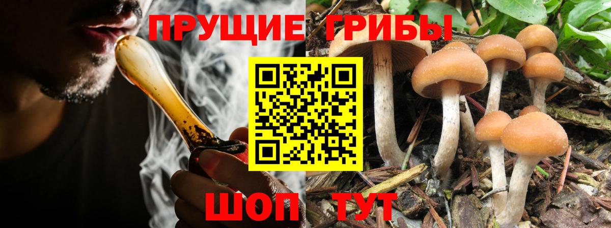 купить наркотики сайты  Галлюциногенные грибы Magic Shrooms  Вход с VPN  Людиново 